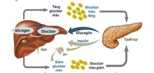 Vai trò của Insulin với cơ thể con người