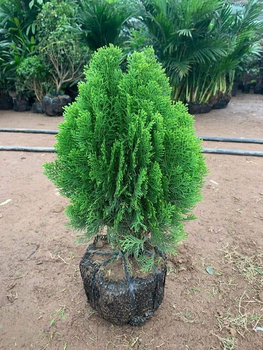 Cây trắc bách diệp