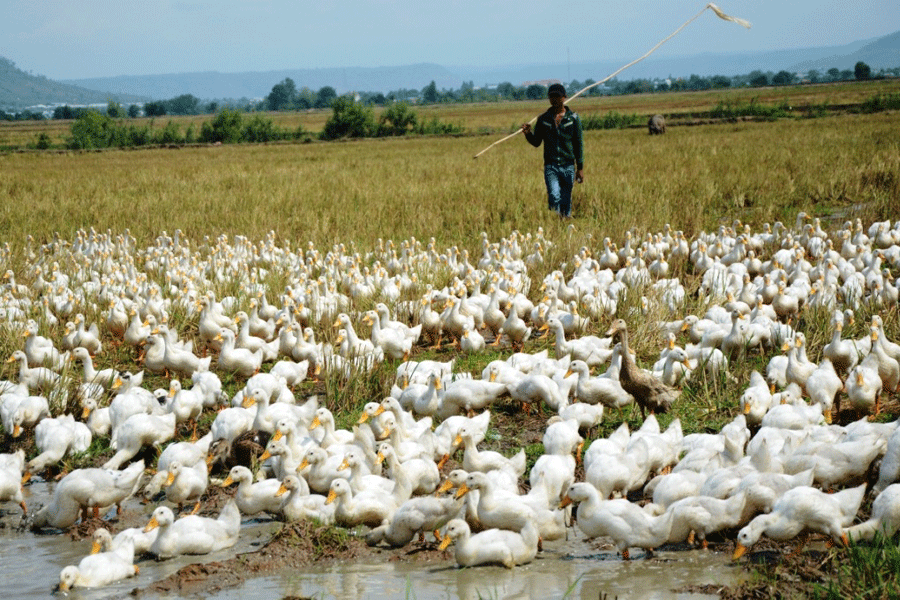 Bài 8. Tình hình phát triển kinh tế - xã hội ở các nước châu Á