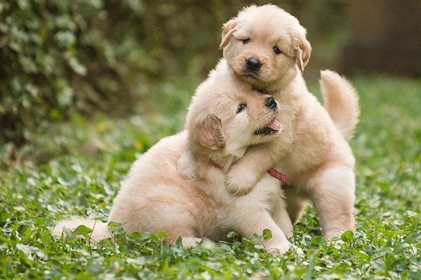 7+ hình ảnh 2 con chó ôm nhau, hôn nhau cute hết nước chấm