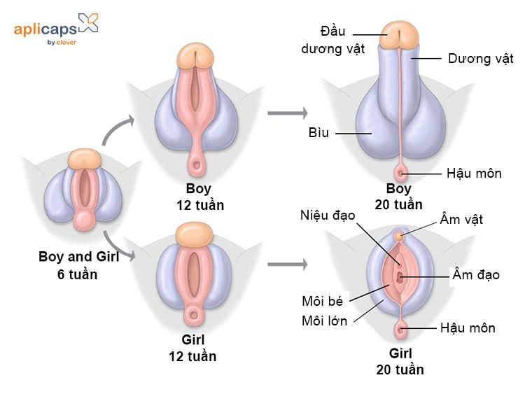 Hình ảnh bộ phận sinh dục thai nhi 12 tuần đến 16 tuần