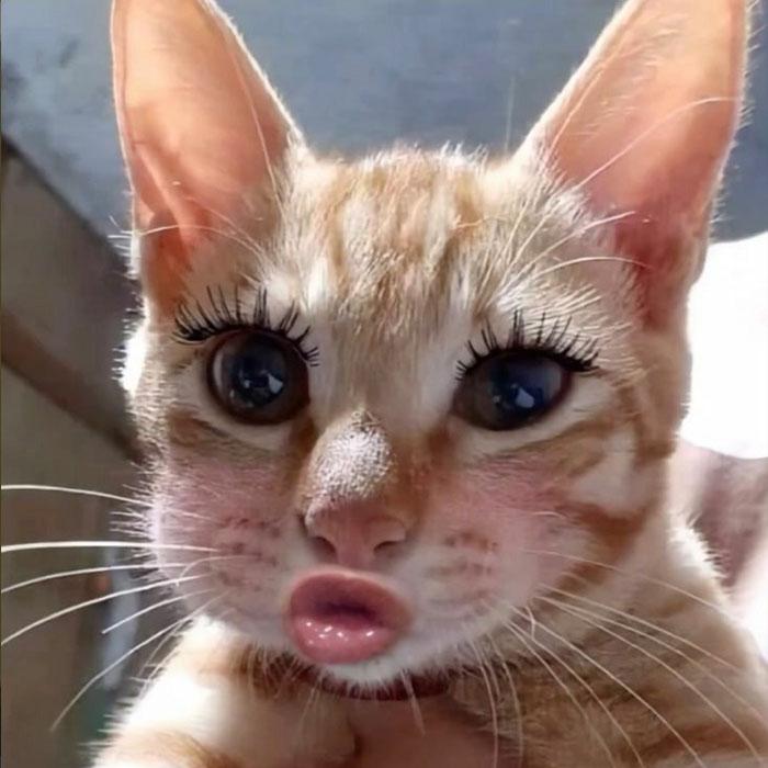 Tổng hợp 100+ avatar meme siêu hài, siêu chất không thể bỏ lỡ