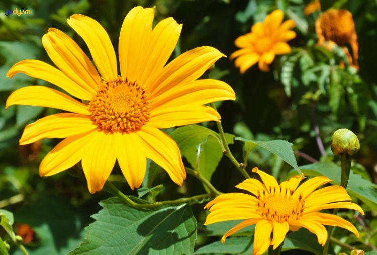 10+ Cách phối đồ chụp ảnh hoa Dã Quỳ xinh như công chúa