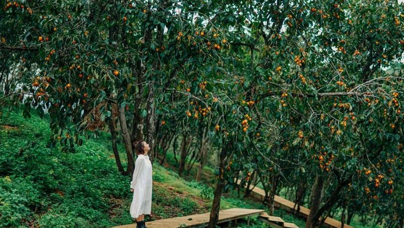 TOP 12+ hình ảnh mùa thu Đà Lạt thơ mộng, say đắm lòng người