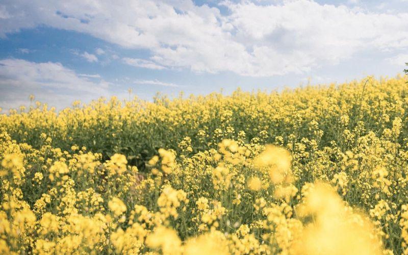 Màu vàng là màu gì? 99+ những điều bạn nên biết về màu vàng