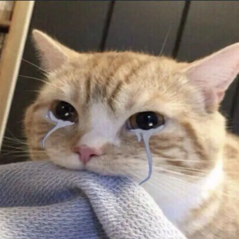 Meme Mèo Bựa: Khám Phá Thế Giới Biểu Cảm “Đỉnh Cao” Của Các Boss Ảo