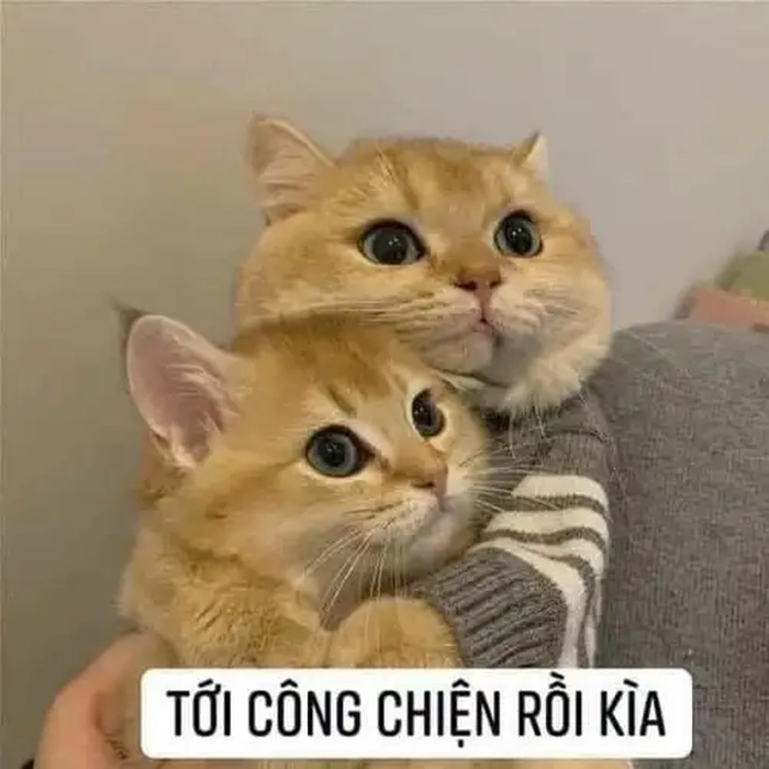Tan chảy với loạt 281+ meme mèo ôm đầu cute chế hài nhất