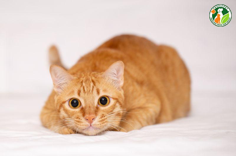 Mèo cam: Khám phá giống mèo “tai tiếng” nhất mạng xã hội