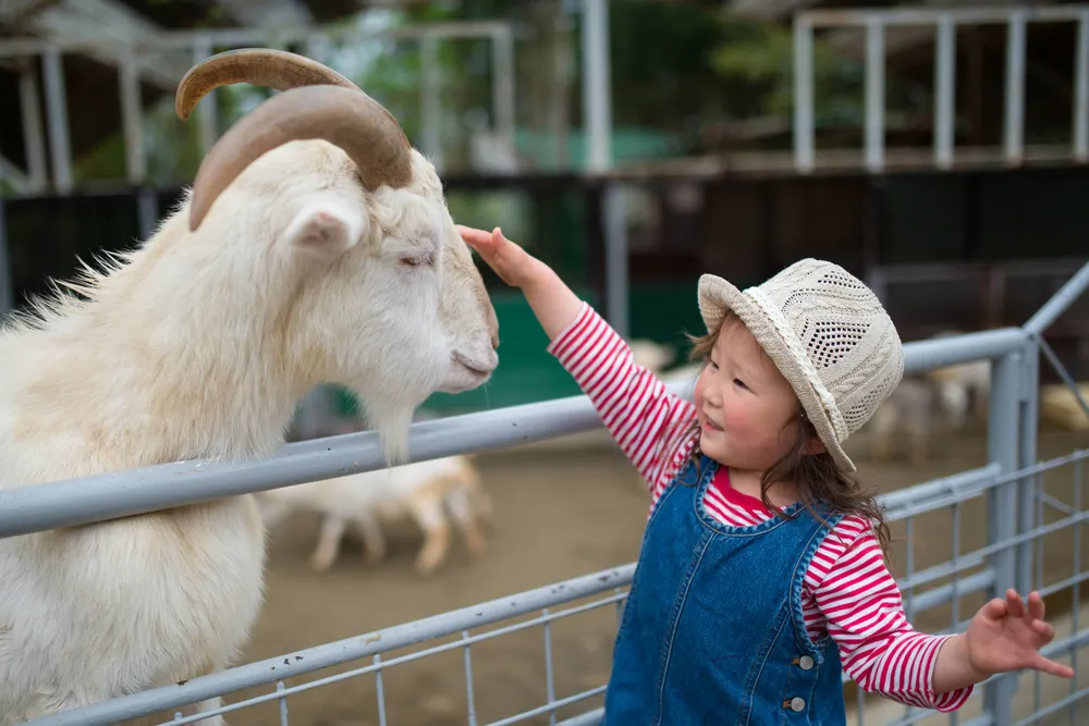 Dạy bé nhận biết các con vật để tư duy của con phát triển tốt
