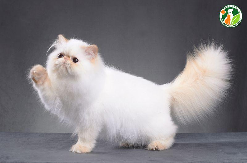 Top 10+ giống mèo đẹp nhất thế giới thu hút mọi ánh nhìn